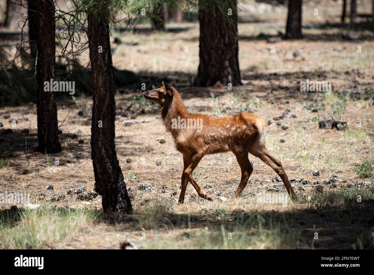 Animaux de la forêt. Deer Fawn, Bambi, capriolus. Jeune chevreuil à — free download