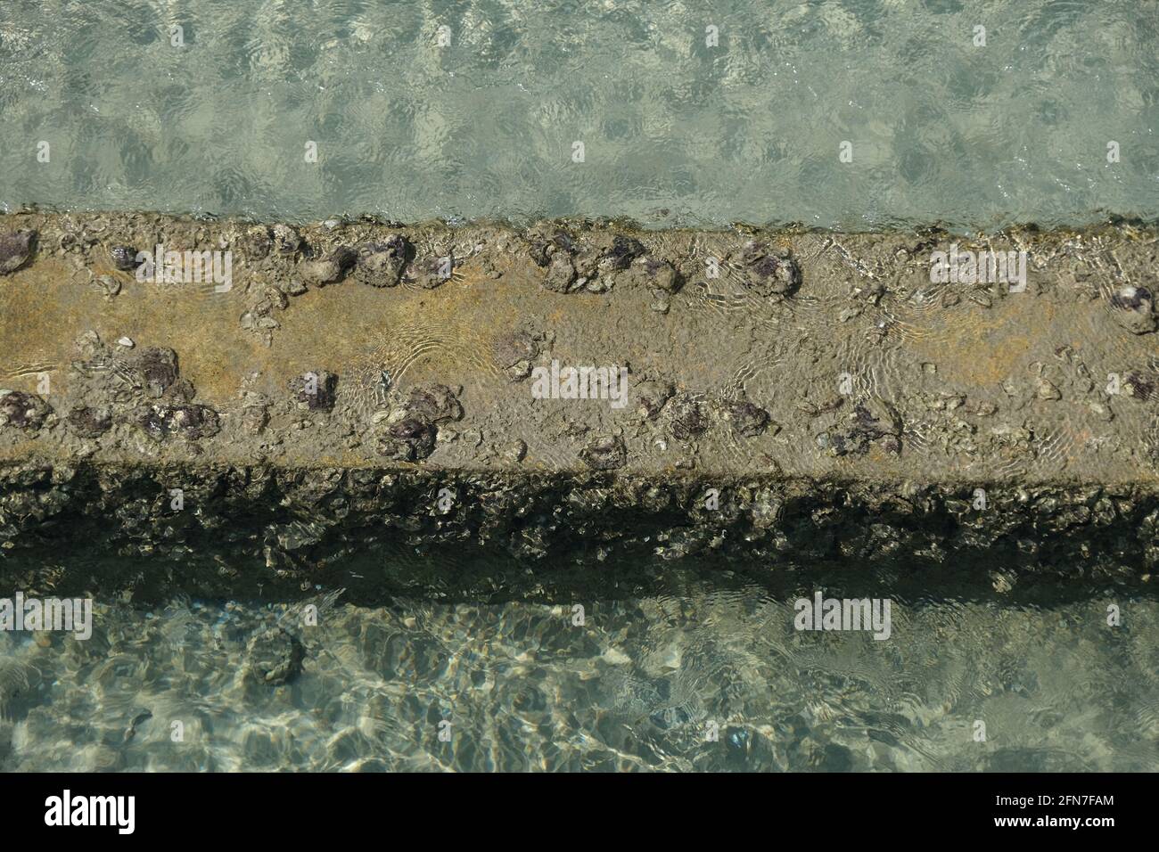 Indonésie Iles Anambas - Jemaja Island Kerang coquillages qui grandissent rock Banque D'Images