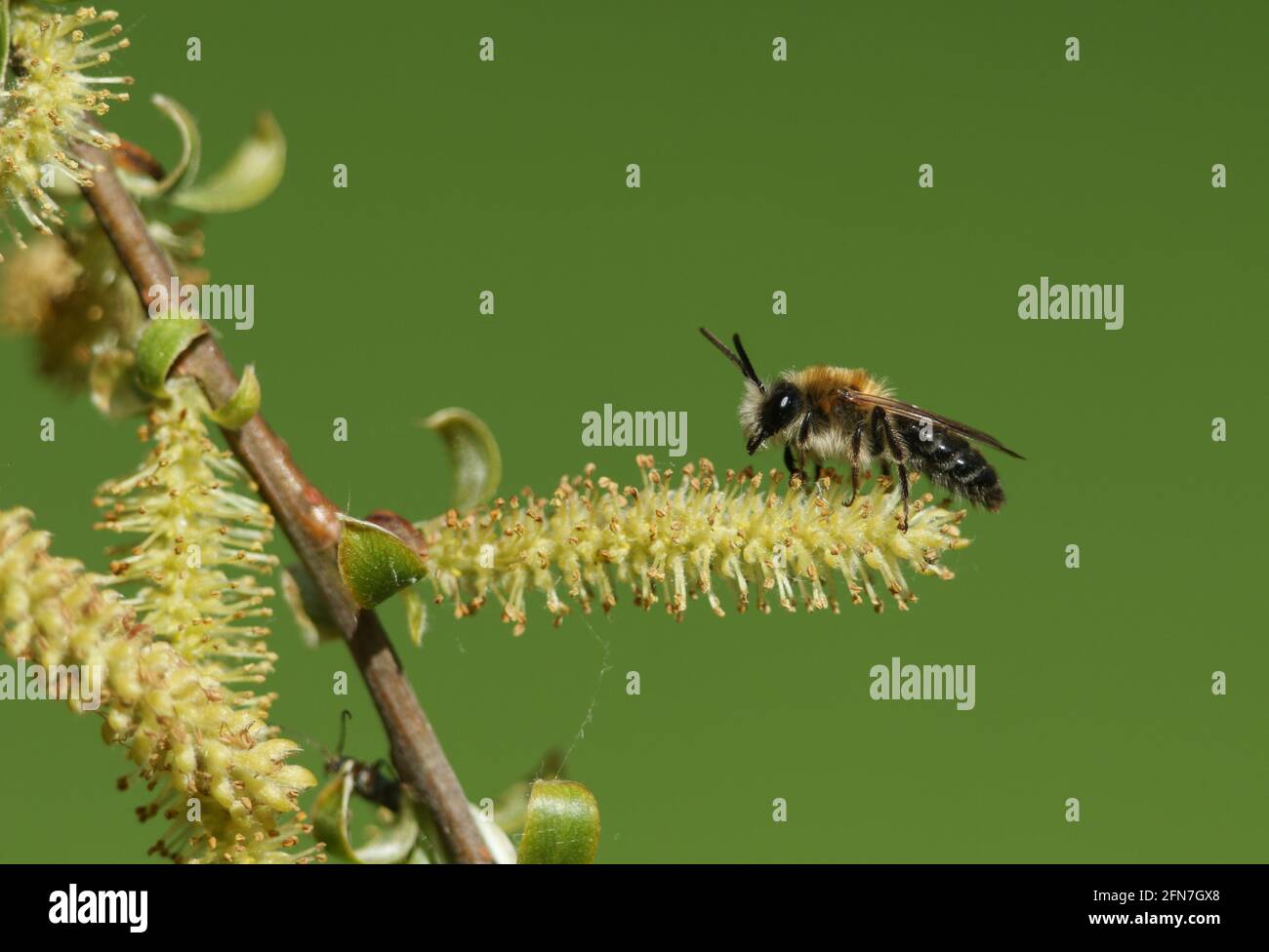 Au printemps, une petite abeille minière, Andena nitida, perche sur un chat d'un saule. Banque D'Images