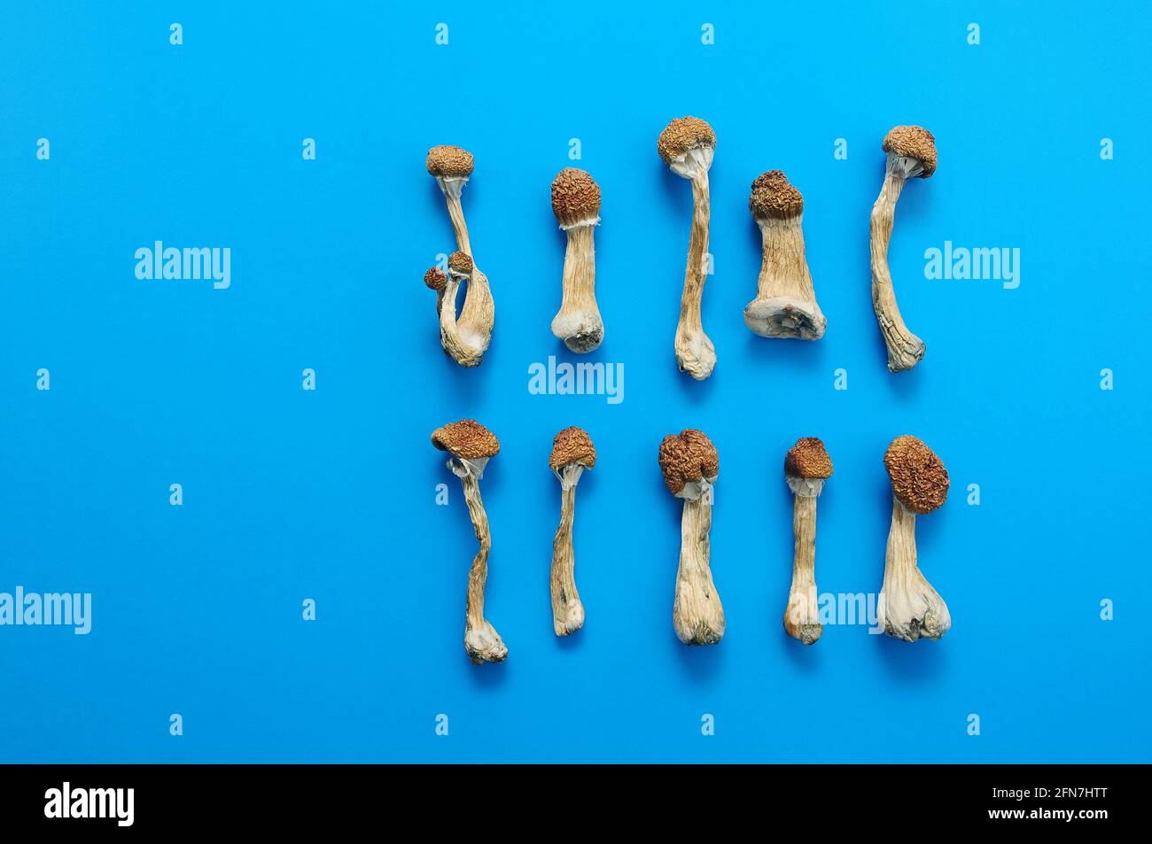 Motif de champignons psilocybine séchés sur fond bleu vif. Maître d'or de champignon magique psychédélique. Usage médical. Concept de microdosage. Banque D'Images