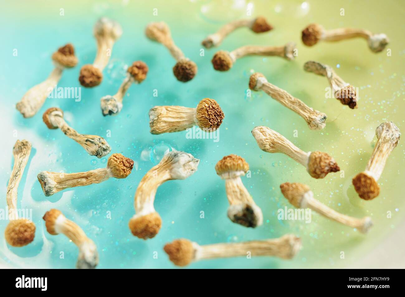 Motif de champignons psilocybine sur fond bleu. Voyage magique psychédélique, conscience cosmique. Psilocybe Cubensis, professeur d'or en rangée, isol Banque D'Images