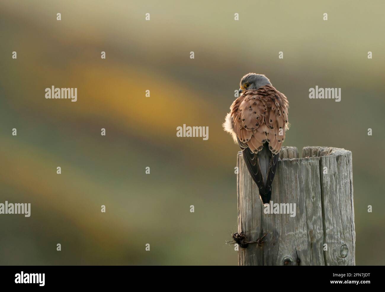 Un mâle sauvage Kestrel (Falco tinnunculus) Perchée au sommet d'un poteau en bois sur la côte du Pembrokeshire chemin Banque D'Images