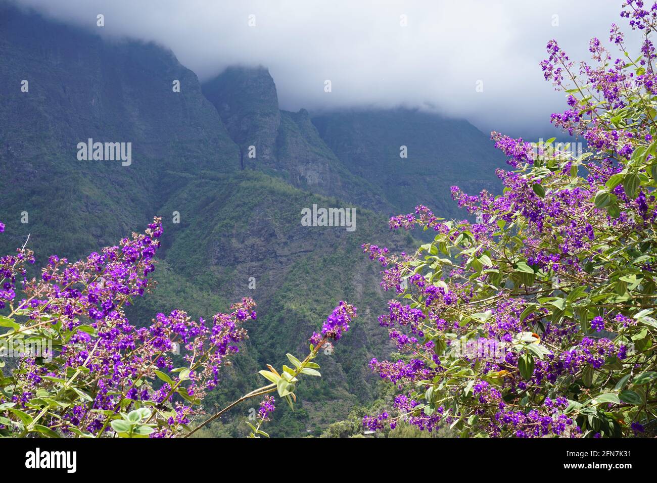 Brousse à fleurs violettes qui pousse dans les montagnes de l'île tropicale  de la Réunion, en France, avec un ciel nuageux Photo Stock - Alamy