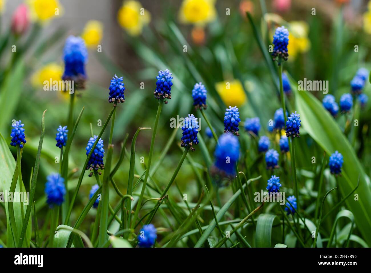 Jardin de printemps avec des bordures de fleurs de tulipe et de jonquille  dans un jardin domestique Photo Stock - Alamy
