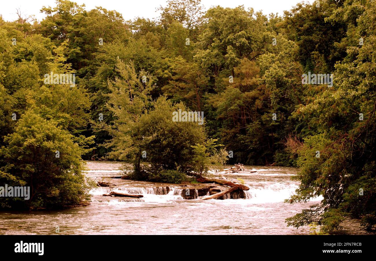 Ruisseau à la forêt Banque D'Images