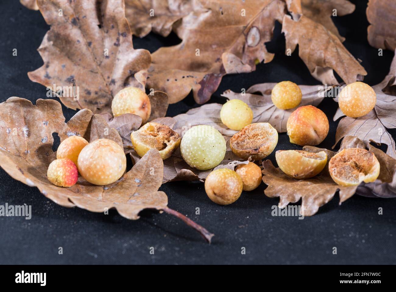 Galle de chêne ou pomme de chêne sur les feuilles d'un chêne. Les galettes de l'insecte Cynips quercusfolii, ravageur de la plante du chêne, Italie Banque D'Images