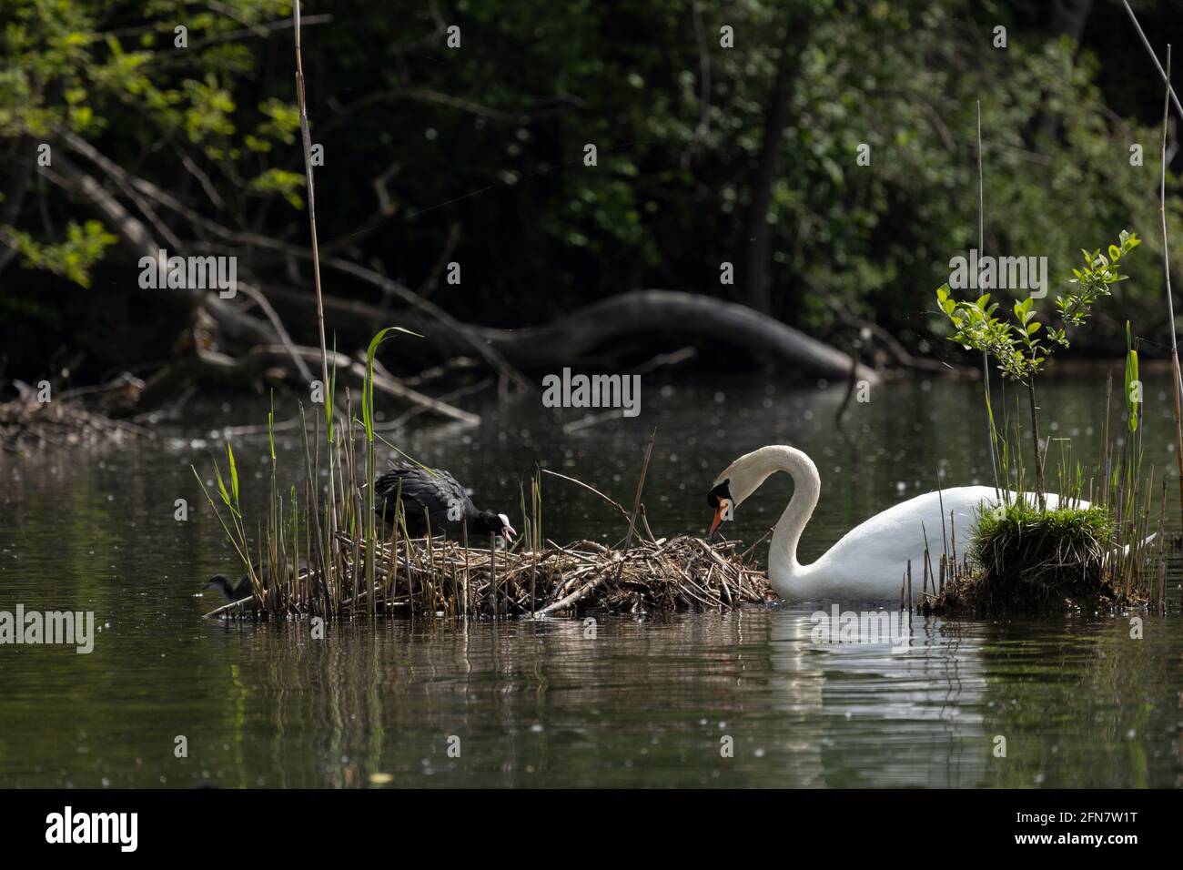 Coot qui défend le nid mais est renversé par un grand cygne. Banque D'Images