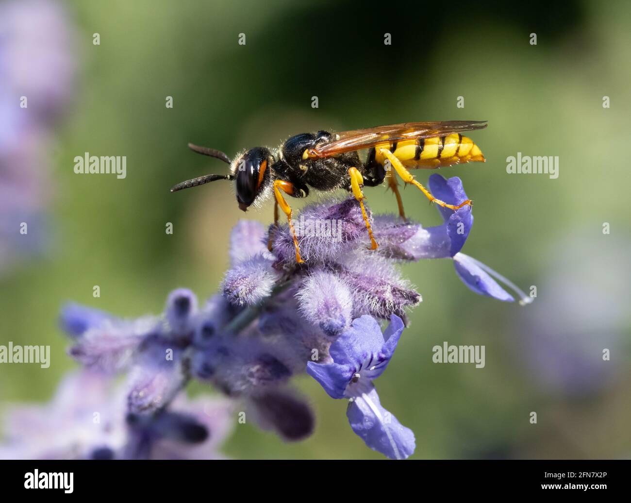 Une guêpe de chasse - Philanthus, chasseurs d'abeilles, assise sur la fleur et observer sa victime - abeille. Guêpes apicoles - Philanthus, gros plan. Banque D'Images