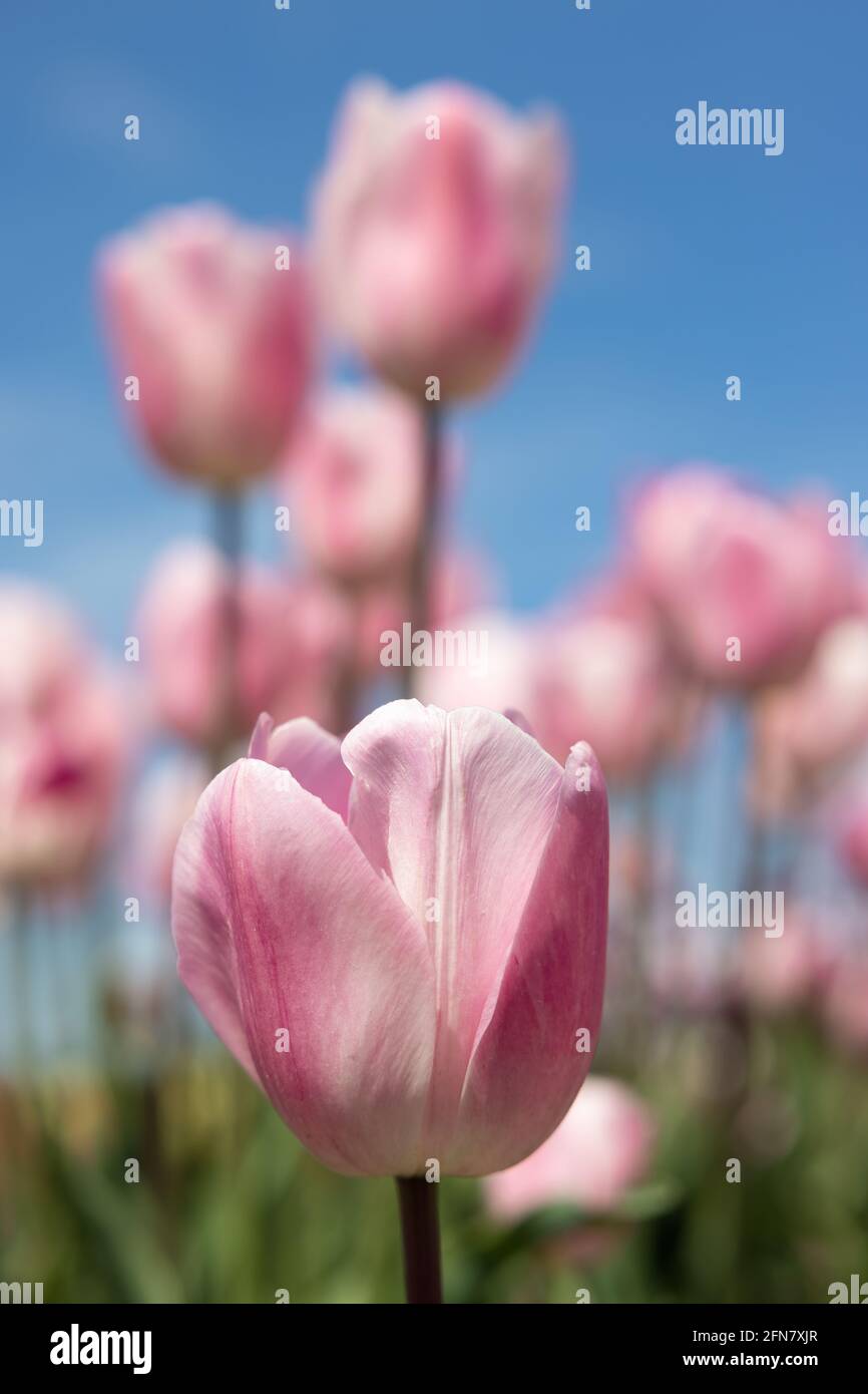 Tulipes mauves de champ hollandais avec nuages blancs dans le ciel bleu Banque D'Images