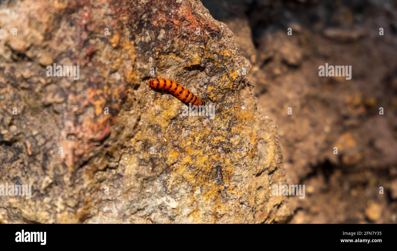 Une petite chenille rampant sur une roche. Probablement une chenille de papillon. Banque D'Images