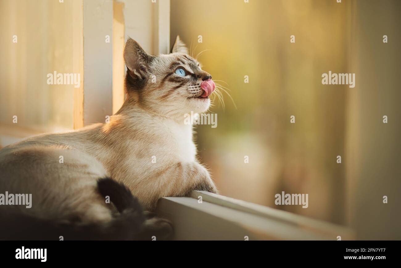 Chat Qui Leche Une Vitre Banque De Photographies Et D Images A Haute Resolution Alamy