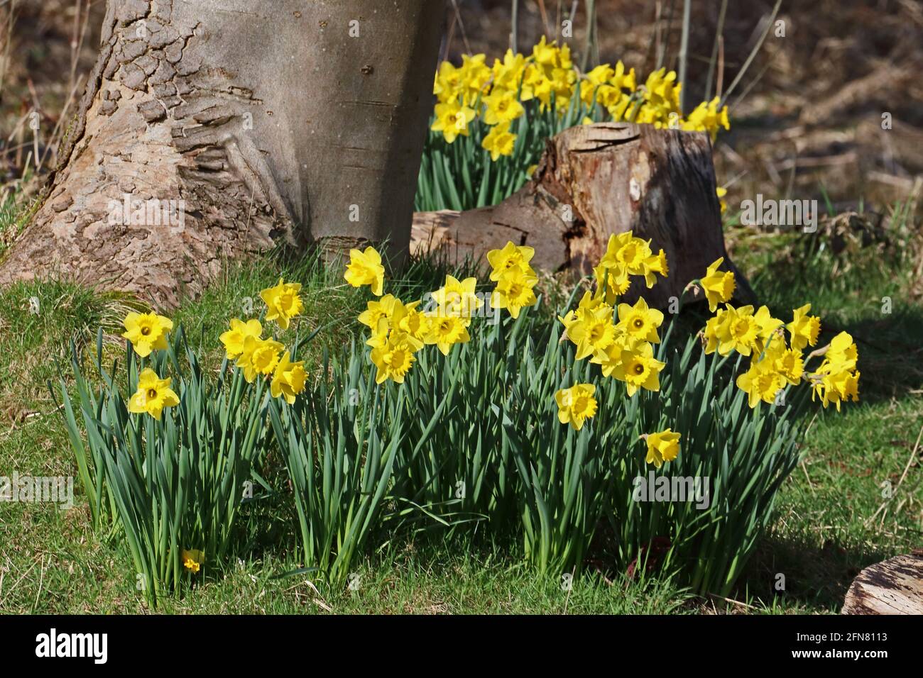 Des jonquilles naturalisés fleurissent au printemps Banque D'Images