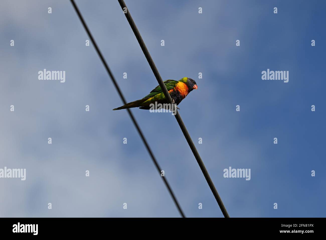 Un Lorikeet arc-en-ciel perché sur une ligne de puissance au soleil jour Banque D'Images