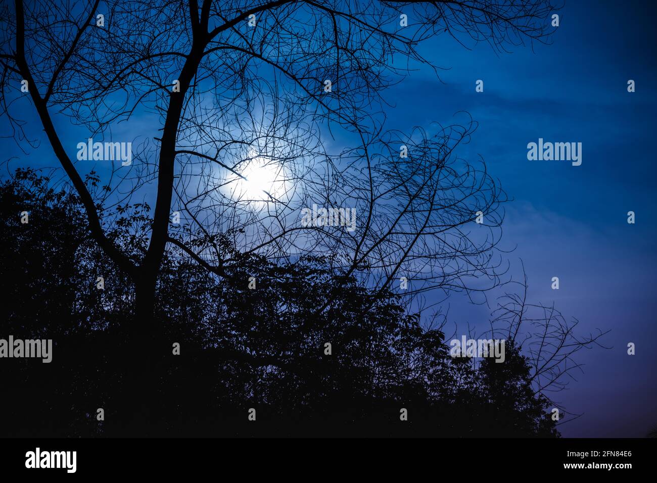 Silhouette d'arbres secs contre le ciel nocturne avec lumière de lune sur la forêt tranquille. Magnifique fond de nature, plein air la nuit. Banque D'Images