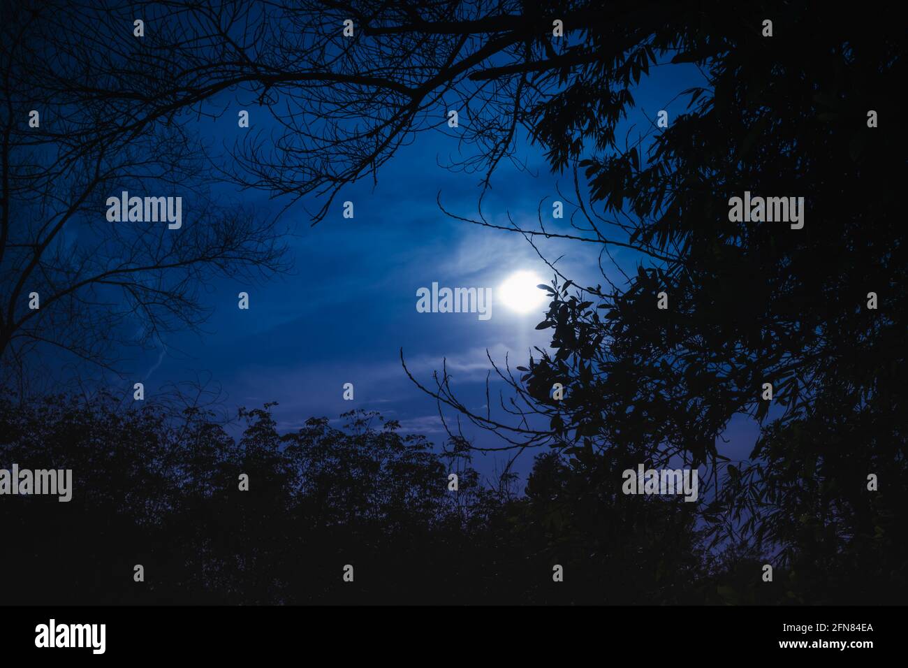 Silhouette d'arbres contre le ciel nocturne avec lumière de lune sur la forêt tranquille. Magnifique fond de nature, plein air la nuit. Banque D'Images