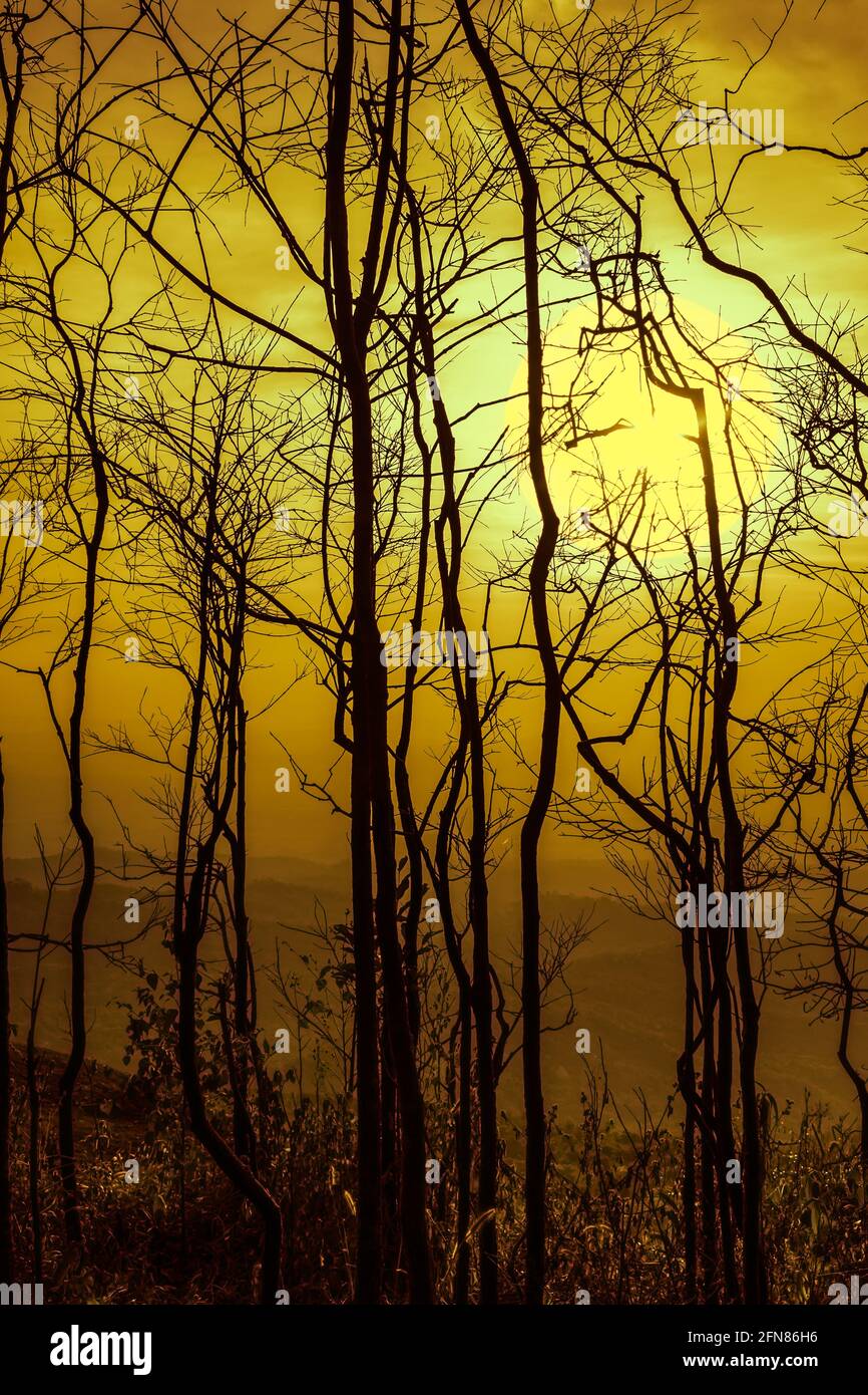 Paysage nocturne de ciel et de super lune avec clair de lune derrière la silhouette d'arbre mort, sérénité nature arrière-plan. À l'extérieur la nuit. Banque D'Images