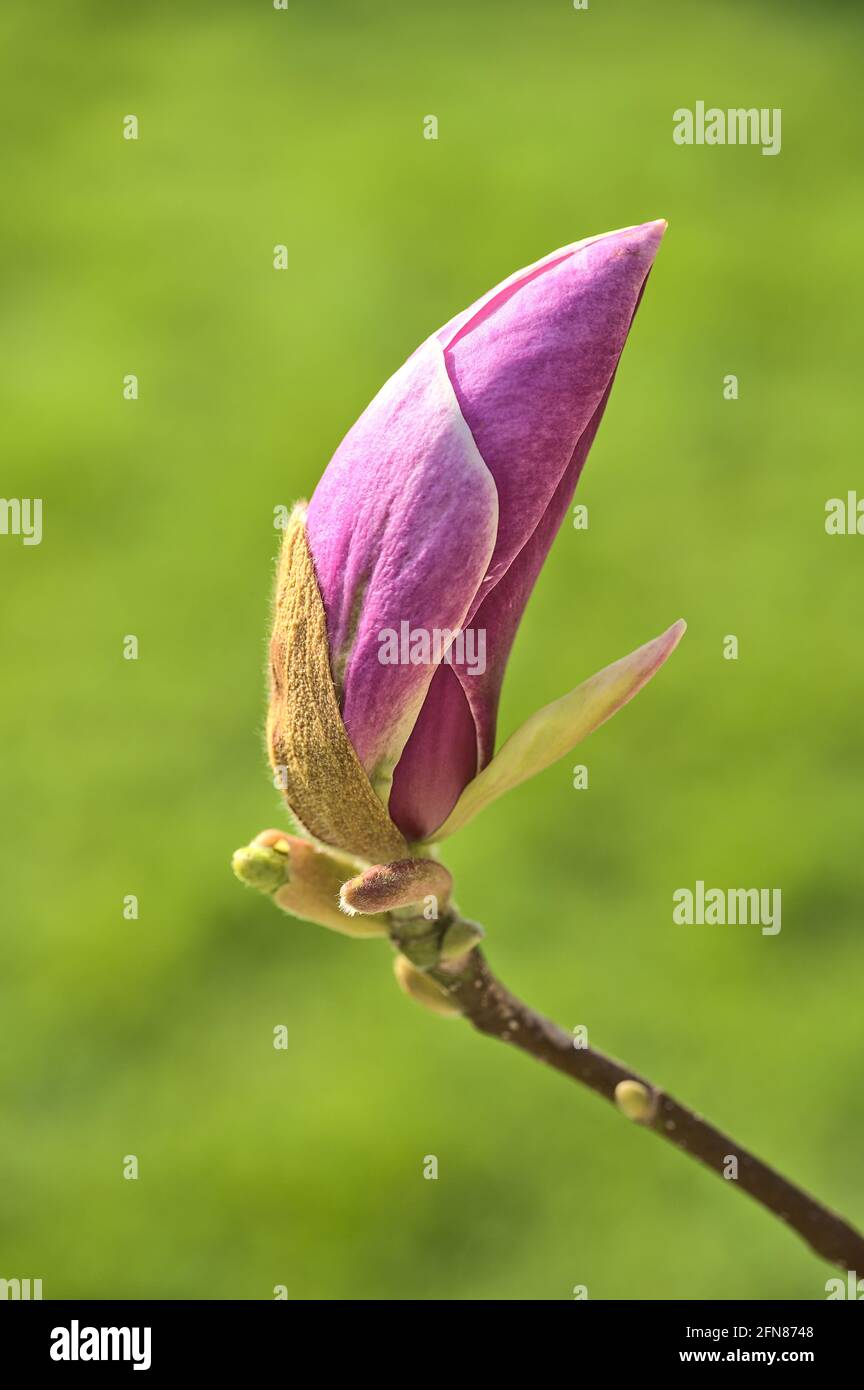 Belle vue macro de la soucoupe chinoise rose non ouverte magnolia (Magnolia Soulangeana) arbres fleurs bourgeons fleurir sur le campus universitaire, Dublin, Irlande Banque D'Images