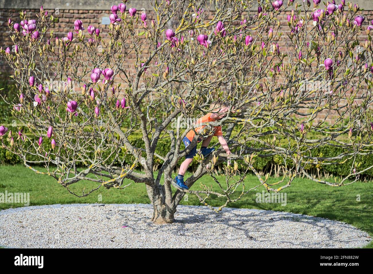 Belle vue sur un petit garçon jouant et grimpant sur le violet Soucoupe magnolia chinoise (Magnolia Soulangeana) les arbres fleurissent sur le campus universitaire Banque D'Images