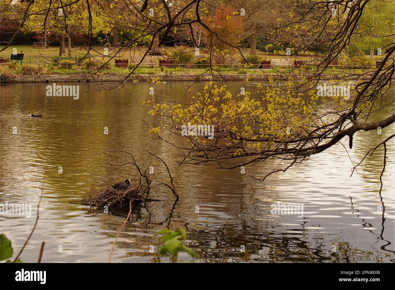 Une vue de l'autre côté d'un lac dans un parc public où un coot nichant l'eau et un arbre qui encadrent l'image Banque D'Images