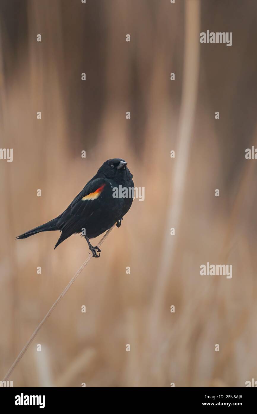 Un mâle redwing blackbird montre ses patchs d'épaule caractéristiques tout en étant perché sur un queue de chat au bord de la réserve naturelle de Strawberry creek. Banque D'Images