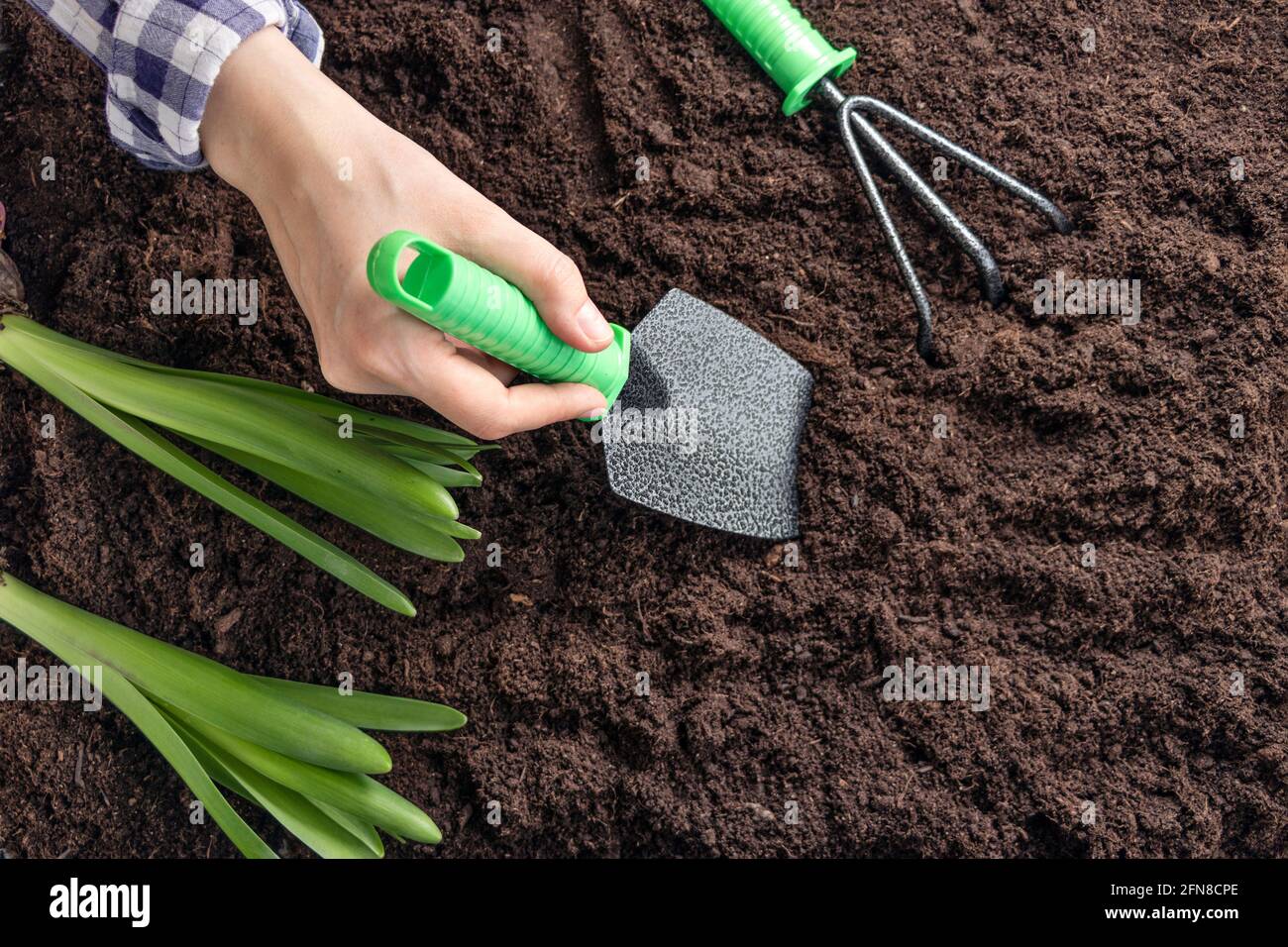 la femme creuse un petit trou avec une pelle pour planter des semis. Mains de femmes avec des plantes vertes dans le sol dans la cour arrière. Vue de dessus. Mise au point douce. Pose à plat Banque D'Images