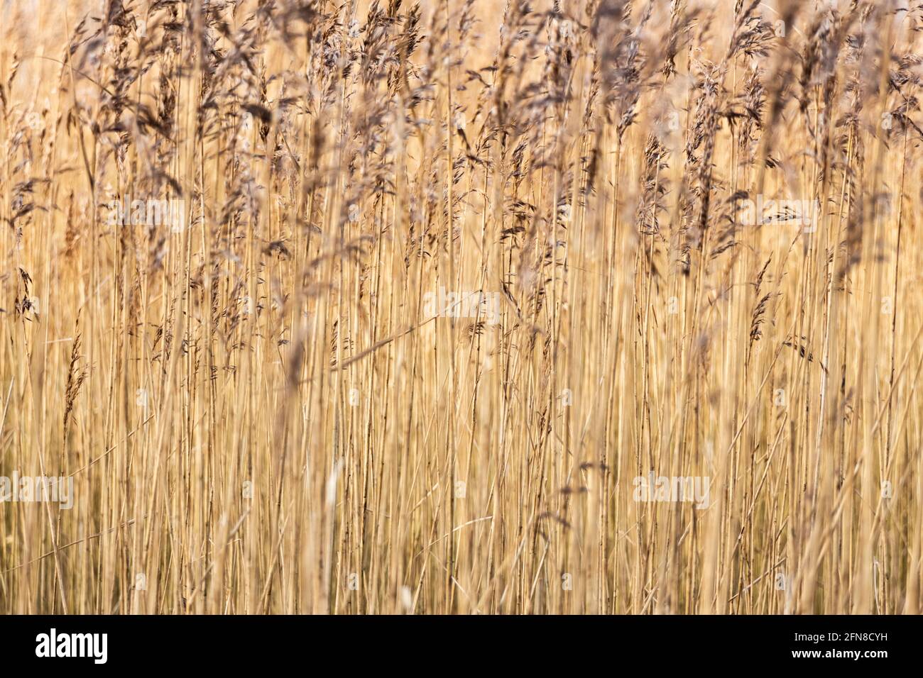 Arrière-plan abstrait gros plan des roseaux communs en hiver dim Banque D'Images