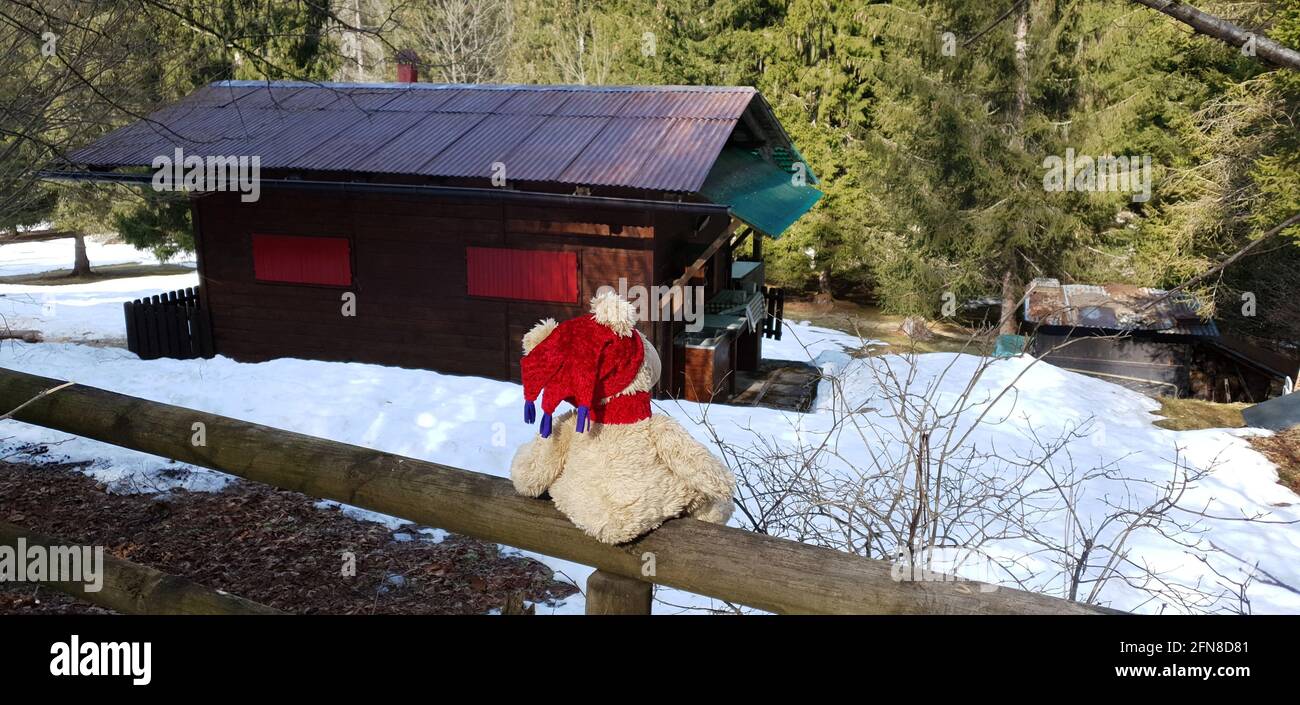l'ours en peluche regarde la petite maison dans les bois Banque D'Images