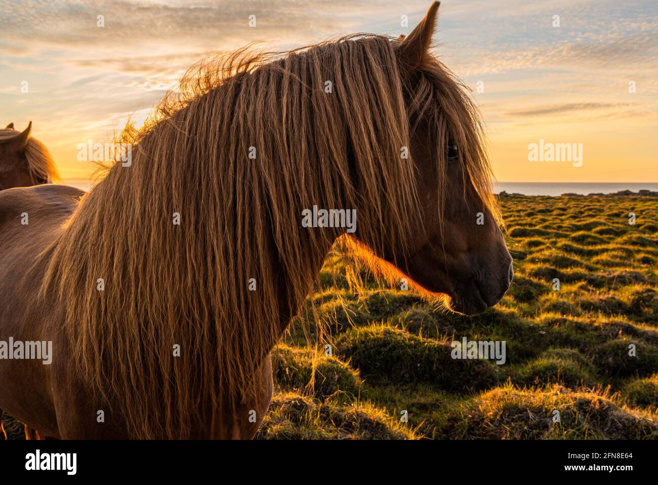 Cheval islandais dans la lumière chaude du soir d'un merveilleux coucher de soleil Banque D'Images