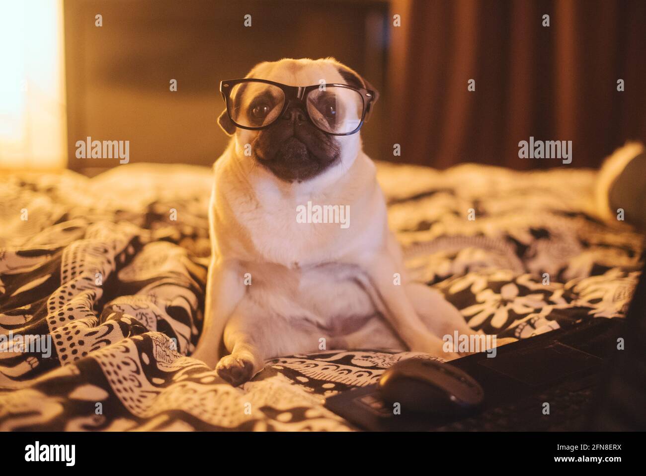 Vue latérale du chiot mignon avec des lunettes noires est assis sur le lit Banque D'Images