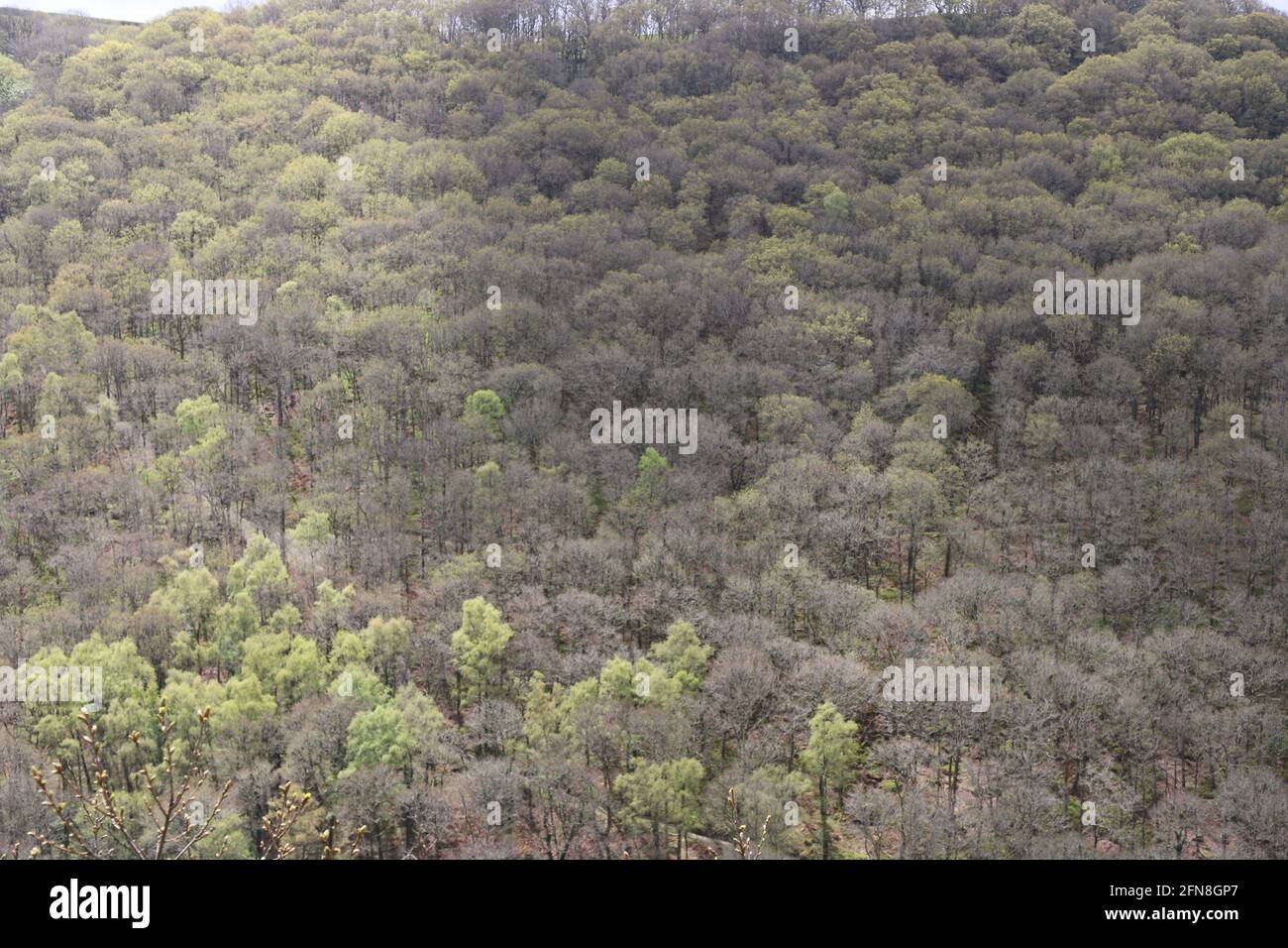 Vue sur Dartmoor et la forêt dans le sud du Devon Banque D'Images