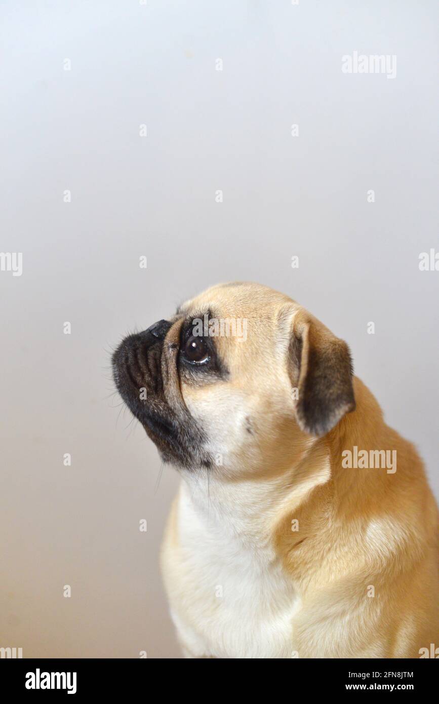 Drôle d'expression sur un chien Banque de photographies et d'images à haute  résolution - Page 9 - Alamy