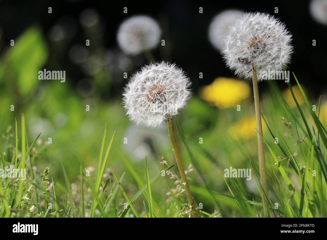 pissenlit dans l'herbe avec des graines prêtes à souffler Banque D'Images