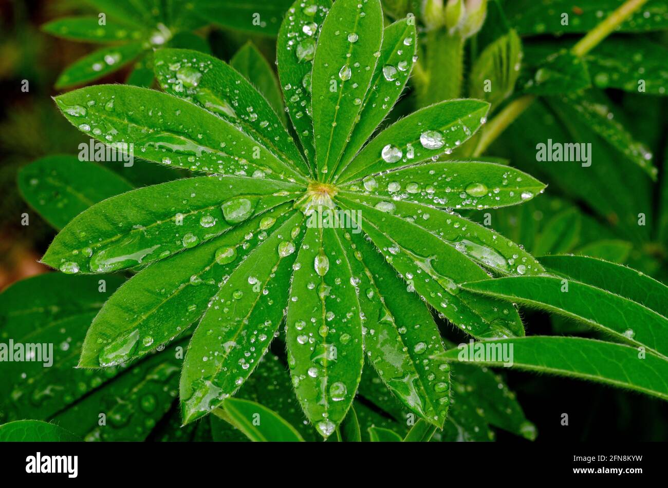 la pluie tombe sur les feuilles de lupin Banque D'Images