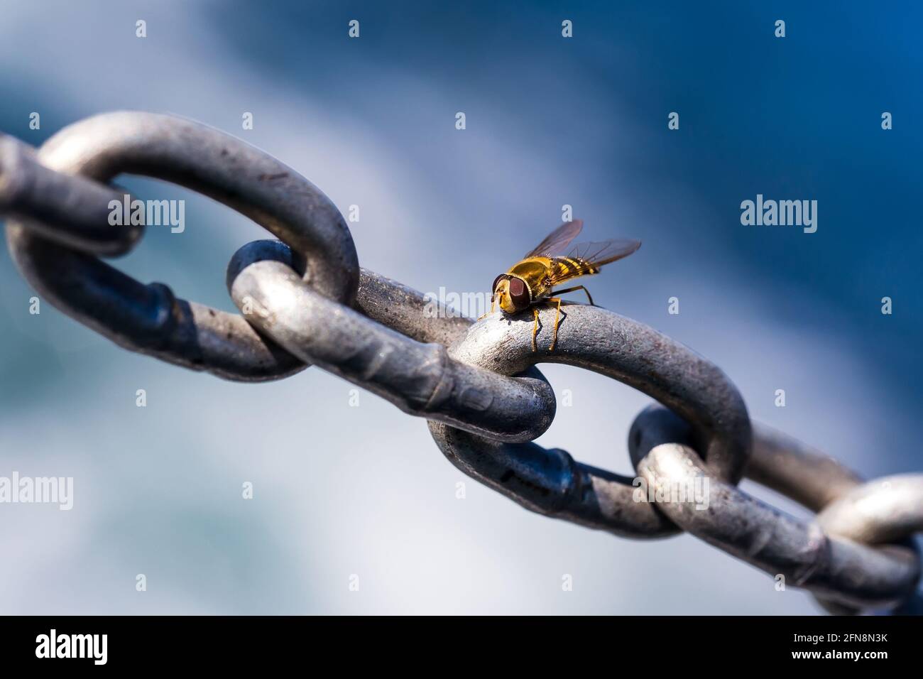 L'aéroglisseur de Syrphus vitripennis. Véritable mouche dans la famille des Syrphidae assis sur la chaîne de fer. Fond bleu ciel avec espace de copie. Concept écologique. Banque D'Images
