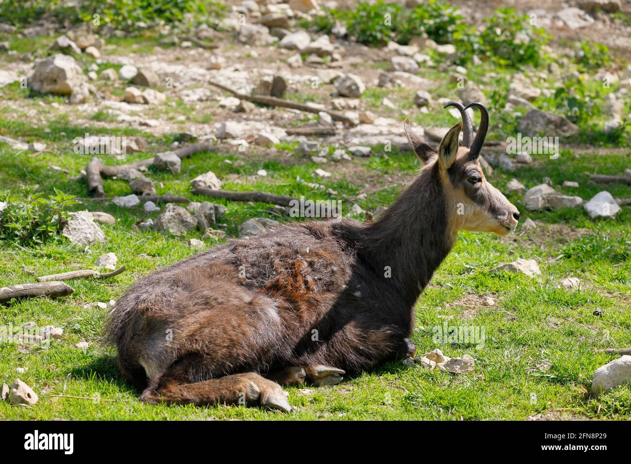 Un Chamois, allongé entre des pierres dans l'herbe Banque D'Images