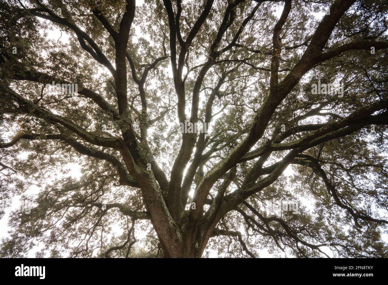 Holm chêne Alzina dels Colls sur un matin d'hiver brumeux. Il a été déclaré un arbre monumental (Berguedà, Catalogne, Espagne) ESP: La encina Alzina dels Colls Banque D'Images