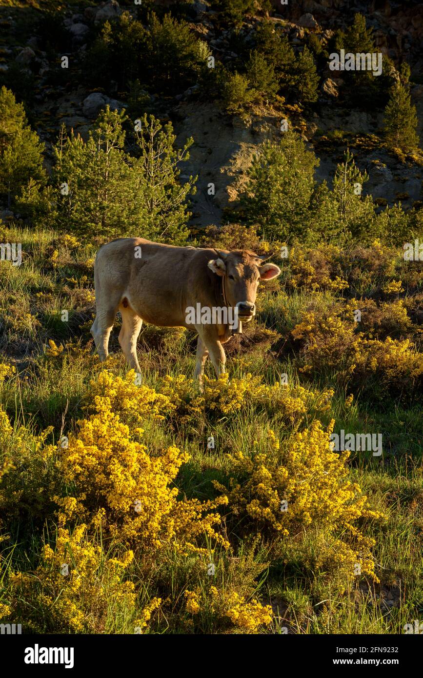 Pedraforca face sud vue de Coll de Jou avec des vaches dans les prés des anciennes mines de Saldes (Berguedà, Catalogne, Espagne, Pyrénées) Banque D'Images