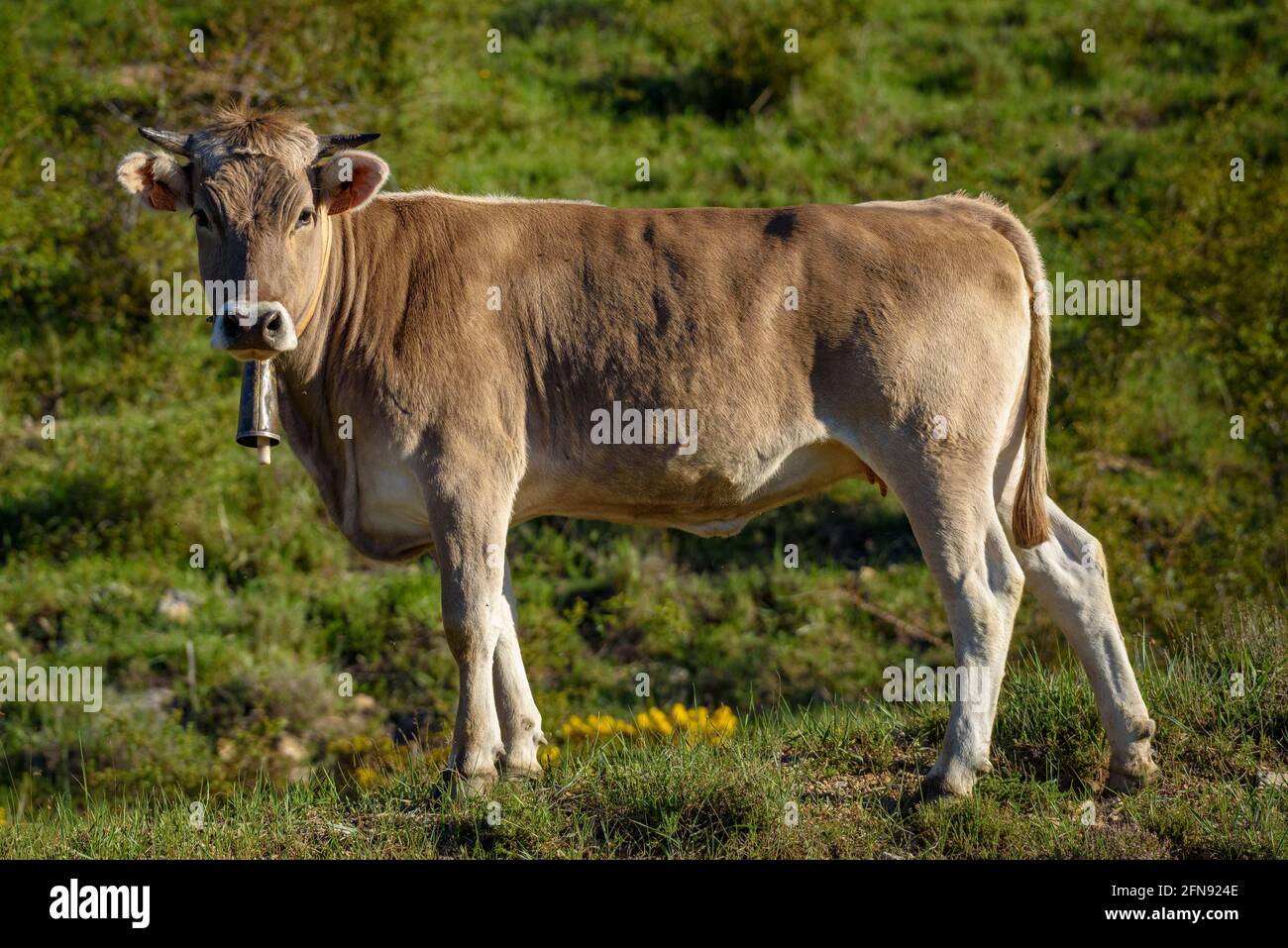 Pedraforca face sud vue de Coll de Jou avec des vaches dans les prés des anciennes mines de Saldes (Berguedà, Catalogne, Espagne, Pyrénées) Banque D'Images