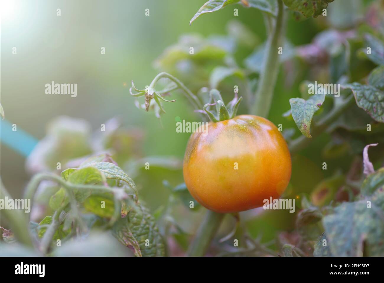 La tomate fraîche n'est pas encore mûre et pendre sur la vigne d'un arbre à tomates dans le jardin Banque D'Images