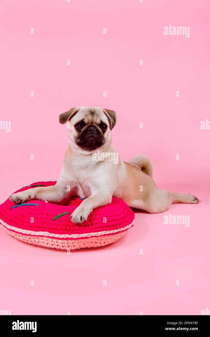 Le chiot PUG repose sur un coussin rond rouge le fond rose Banque D'Images
