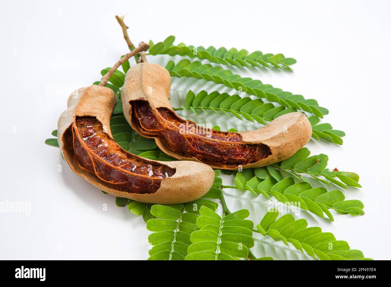 Tamarinier à Semer, Graines De Tamarin