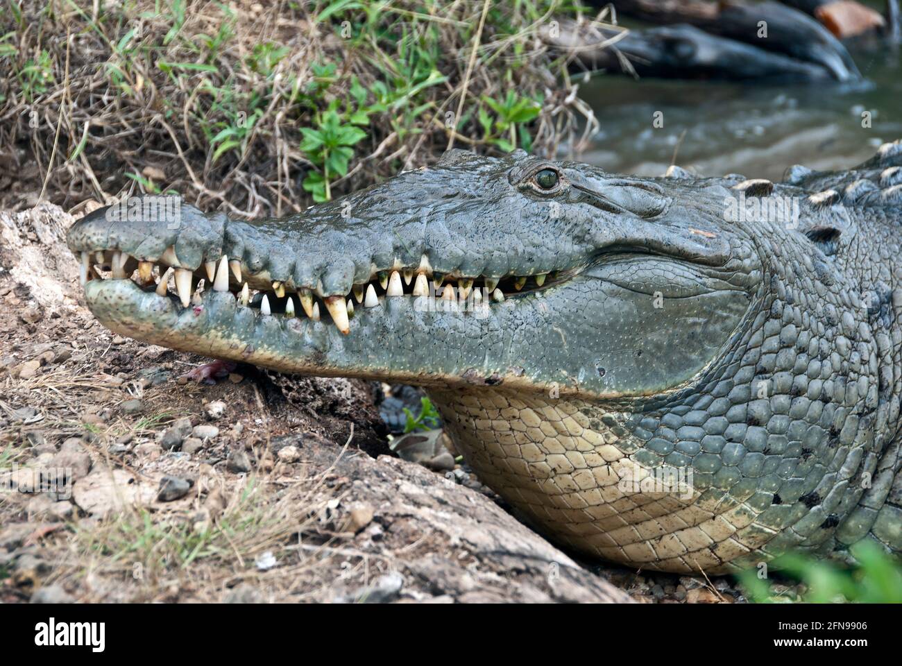 Île de Coiba, Panama, Crocodile américain (Crocodylus acutes) Banque D'Images