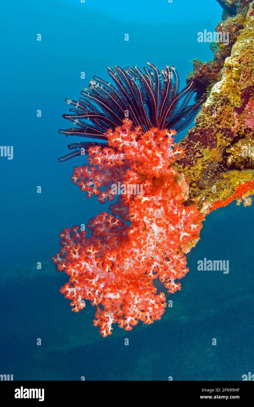 Corail rouge mou et crinoïde noir et jaune à l'épave du Kinugawa Maru, Îles Salomon Banque D'Images