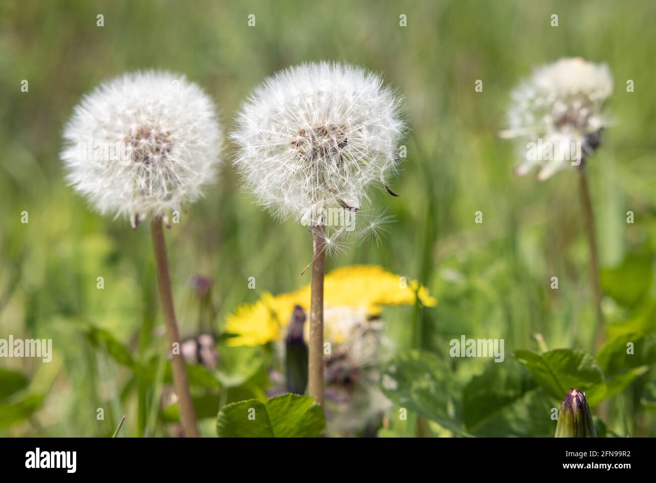 Trois ballons de pissenlit blancs dans le champ de prairie Banque D'Images