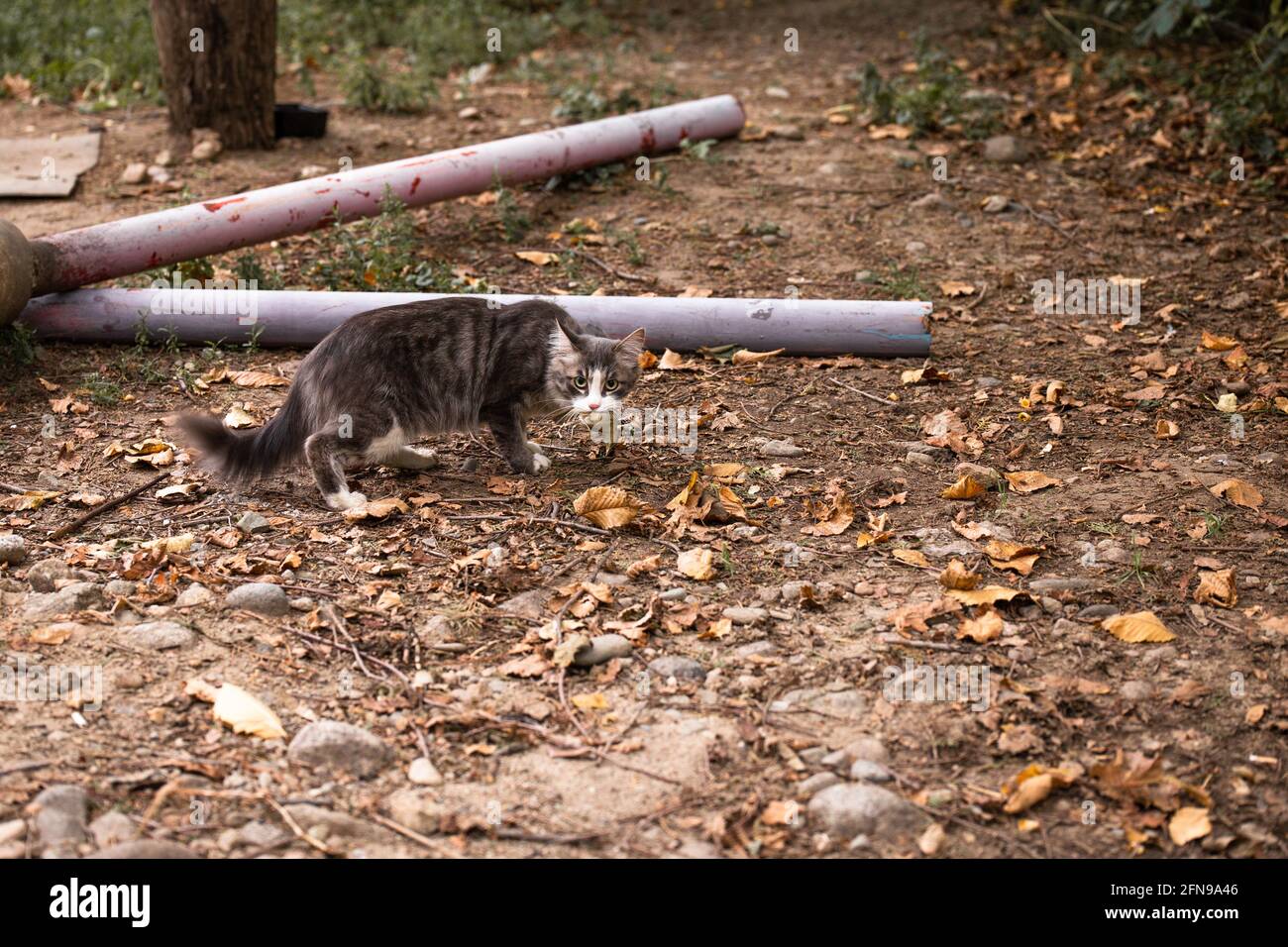 Cat Bird In Mouth Banque De Photographies Et D Images A Haute Resolution Alamy
