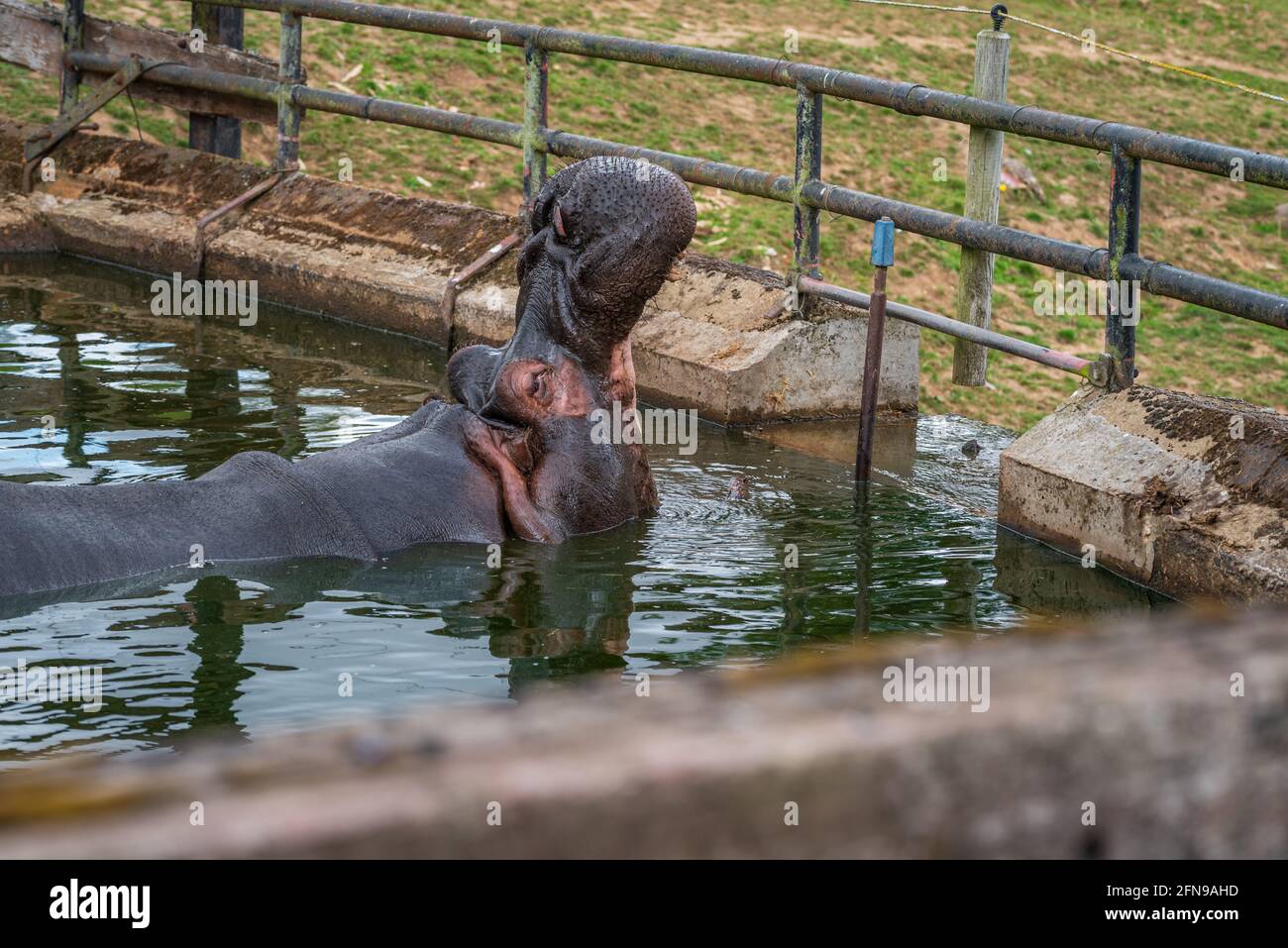 Hippopotame dans l'eau dans l'enceinte du zoo Banque D'Images