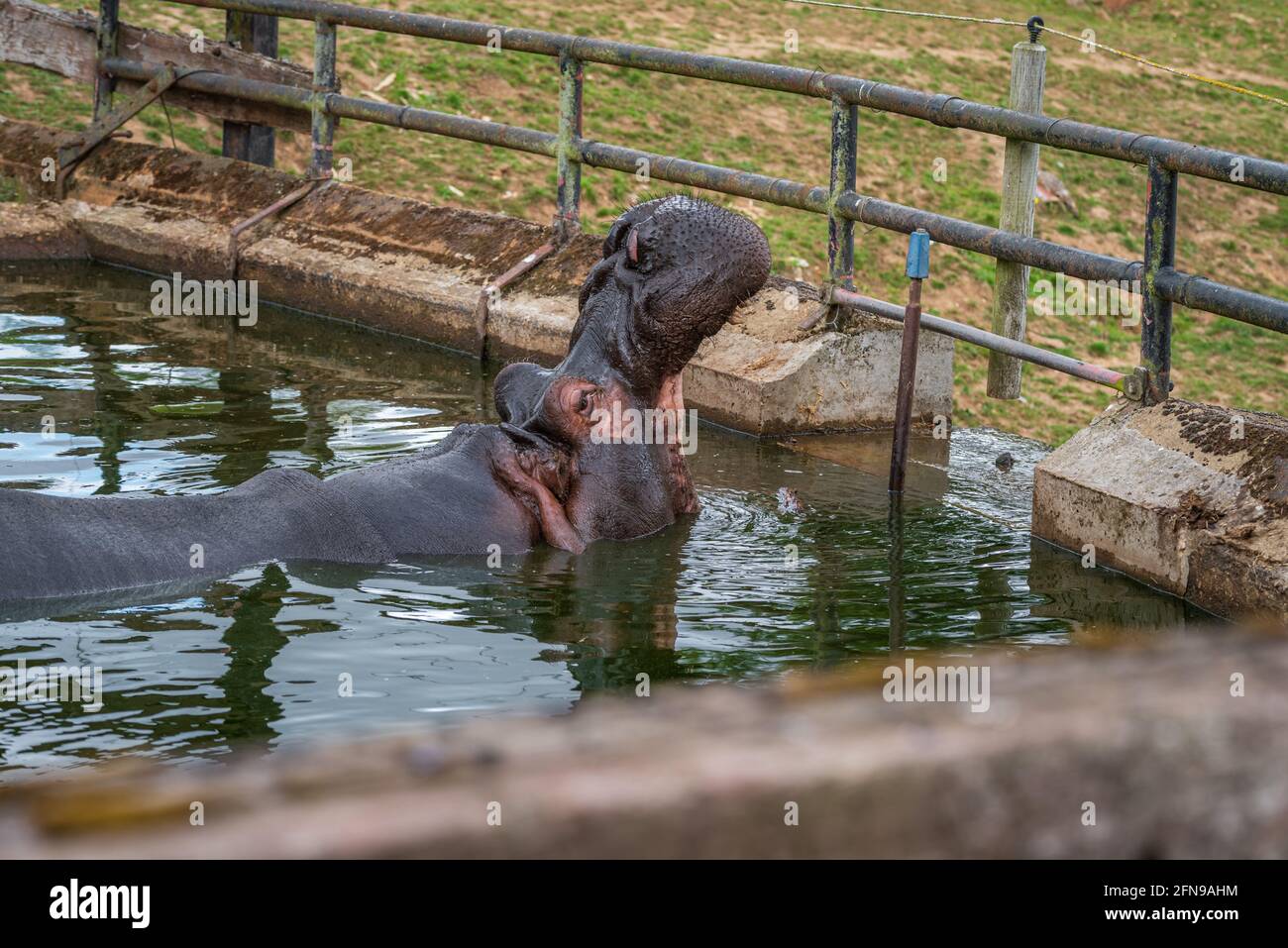 Hippopotame dans l'eau dans l'enceinte du zoo Banque D'Images