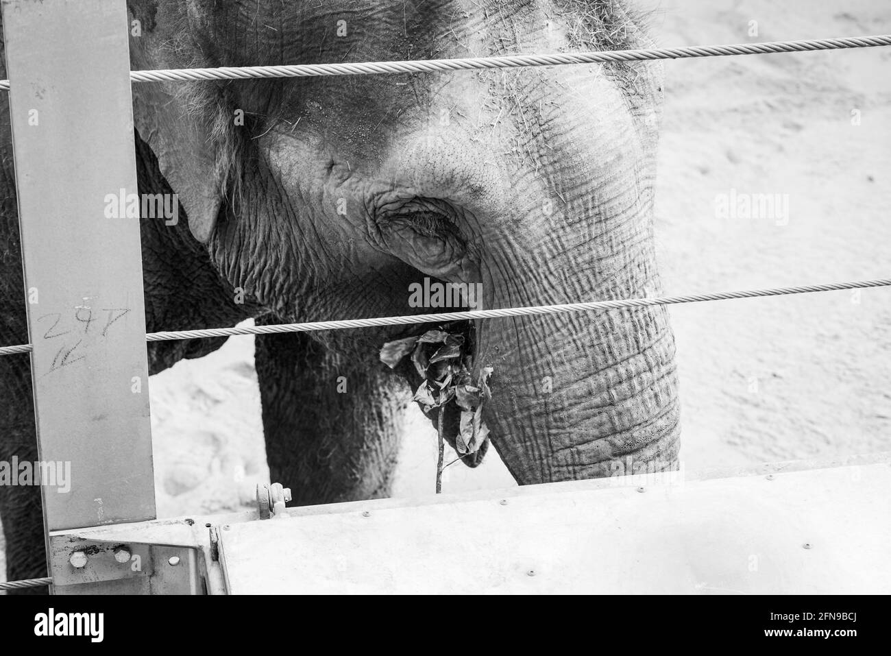 Éléphants dans leur enclos de zoo Banque D'Images