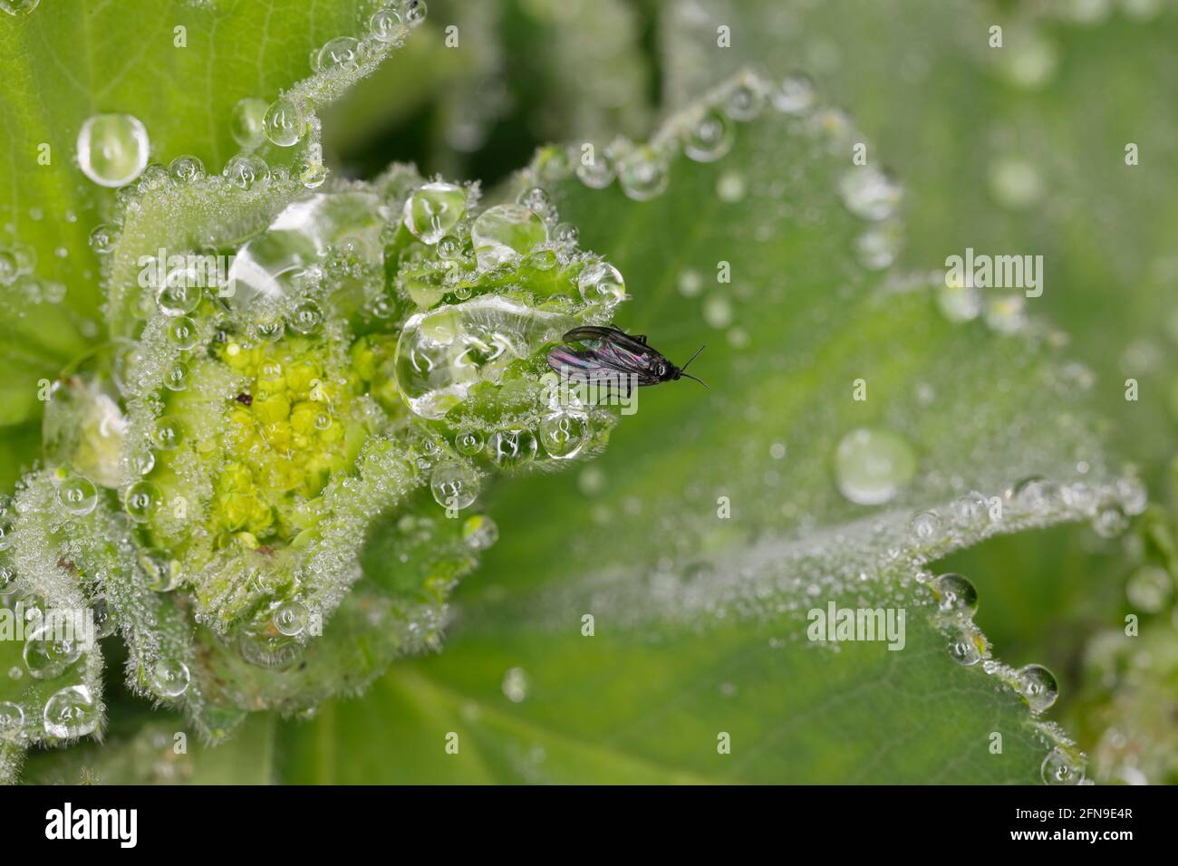 Herbe de manteau de dame, alchemilla vulgarismes Banque D'Images