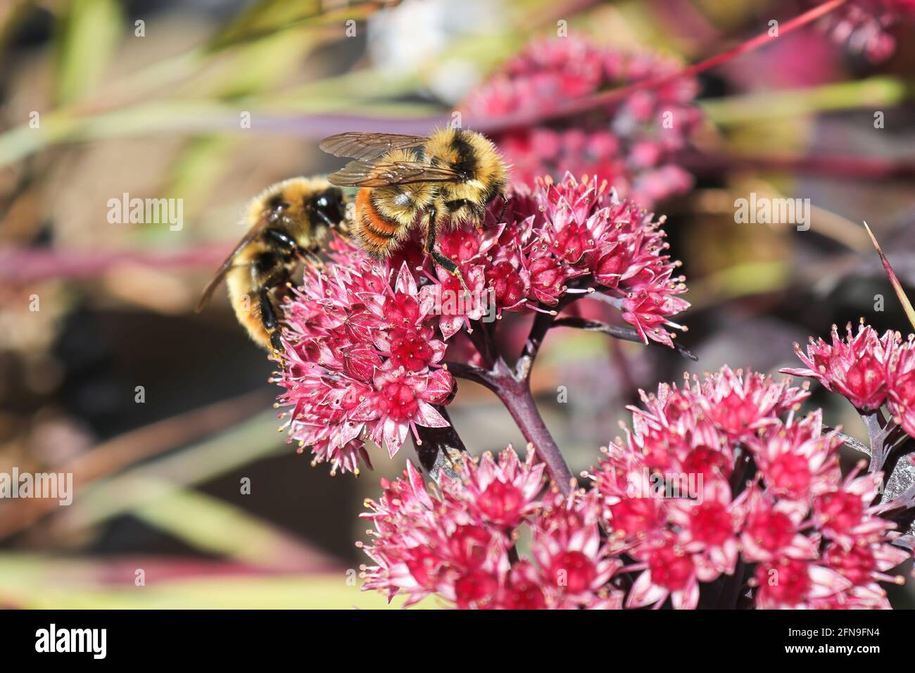 Deux abeilles à bourdons pollinisent une plante de stonecrop rose Banque D'Images